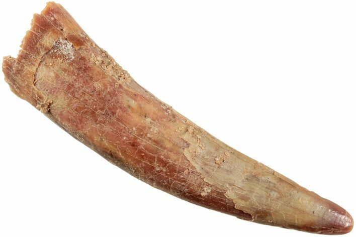 Fossil Pterosaur (Siroccopteryx) Tooth - Morocco #234980